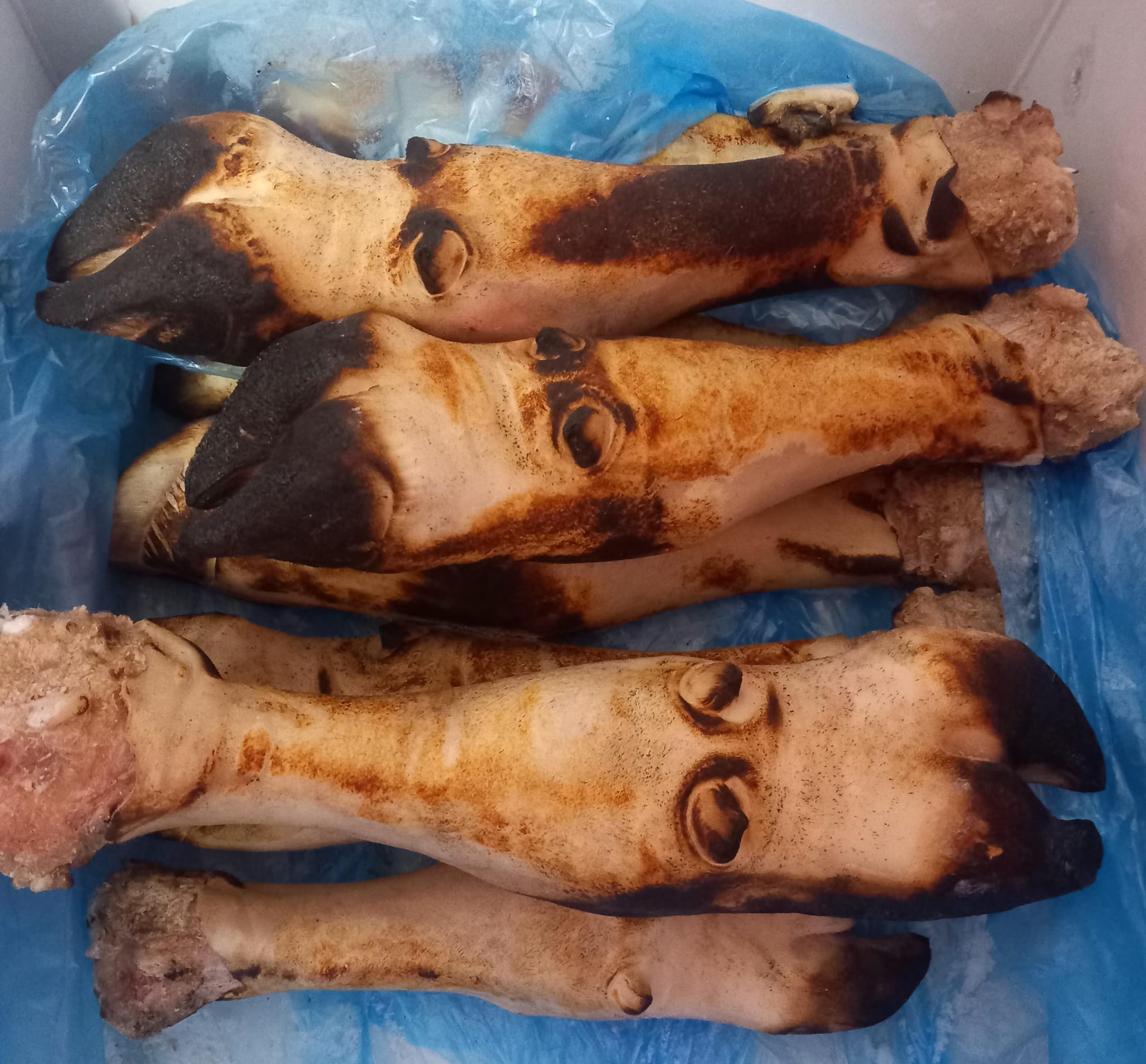 Cleaned & Cut Veal Trotters (Calf Legs / Kalfs Poten)  Paya – 1kg
