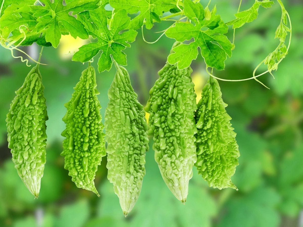 Bitter Gourd (Karela)