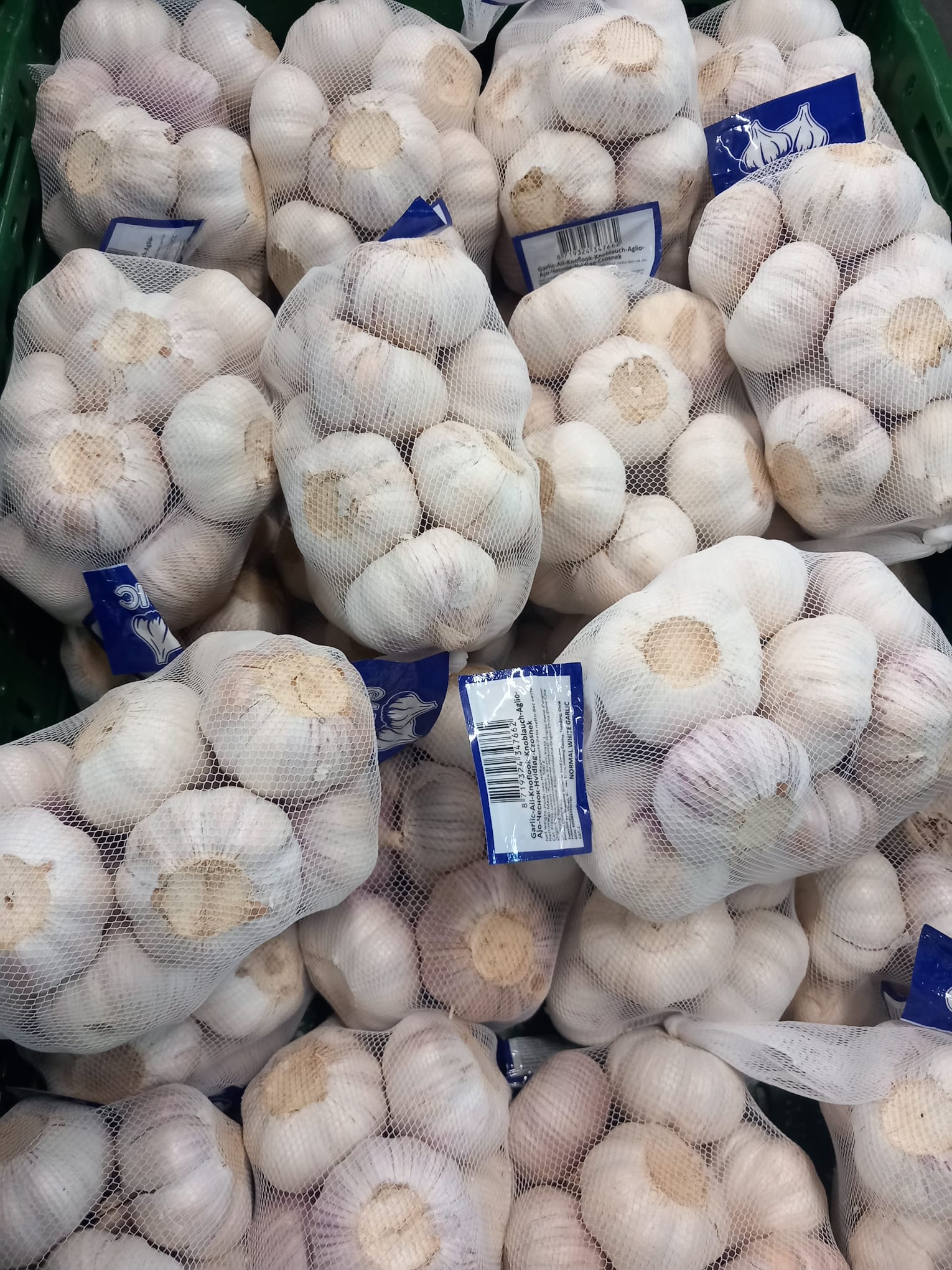 Garlic