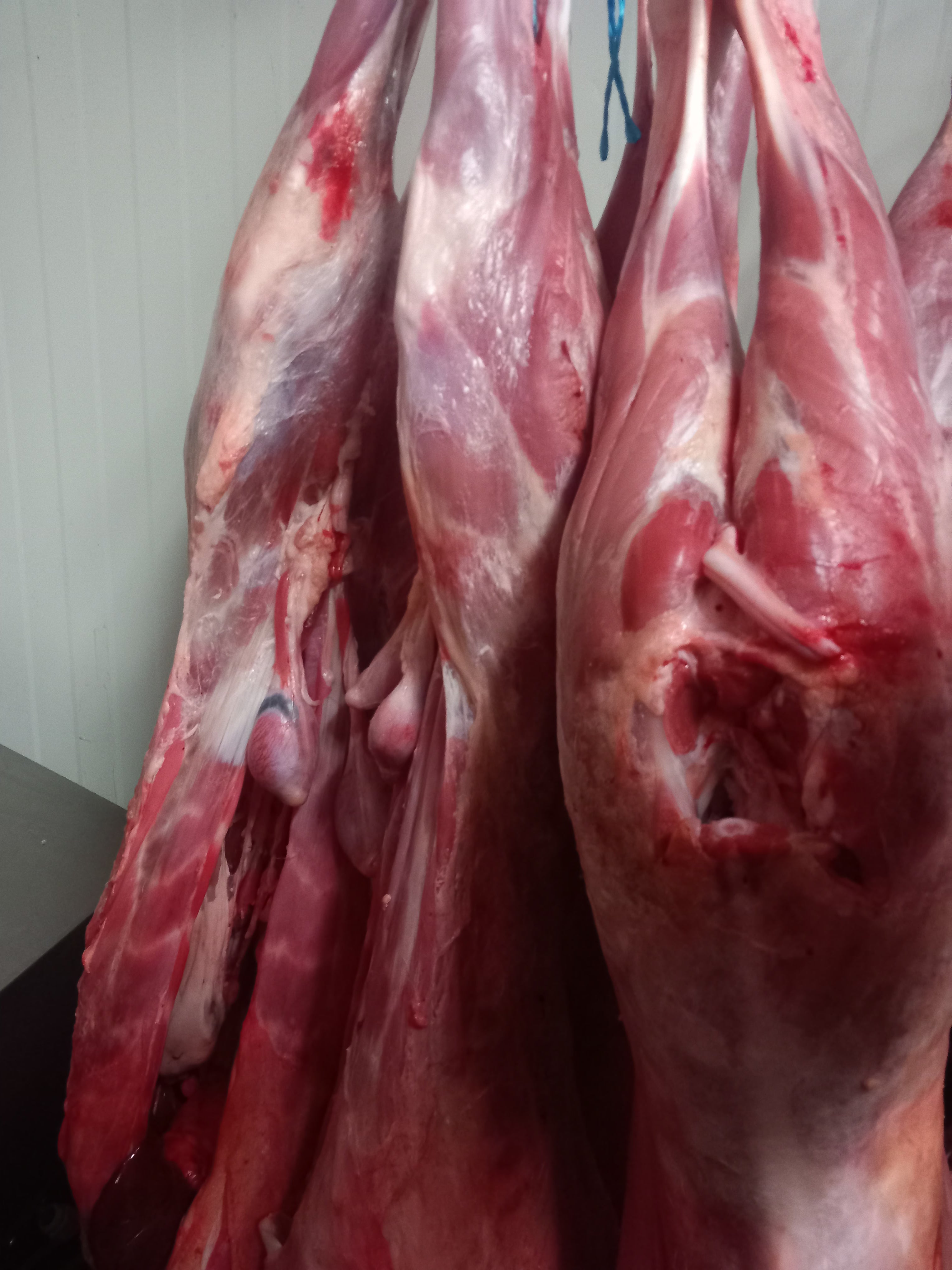 Jong goat meat 10kg to 16kg